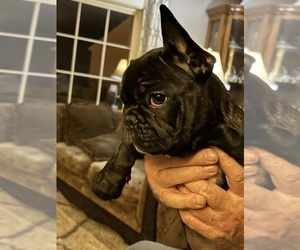 French Bulldog Puppy for sale in HARLAN, KY, USA