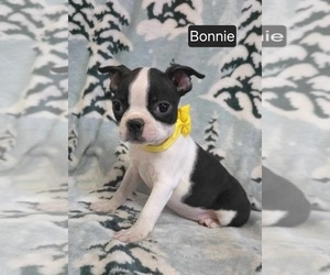 Boston Terrier Puppy for sale in MINERAL WELLS, WV, USA