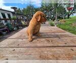 Small #4 Golden Retriever