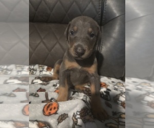 Medium Doberman Pinscher