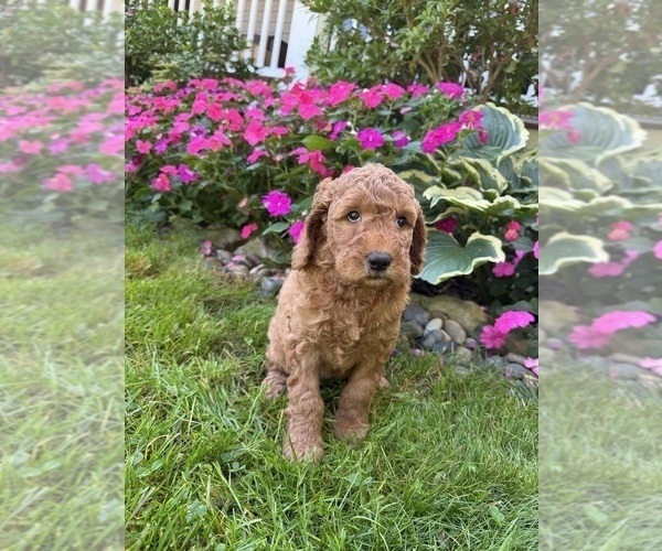 Medium Photo #2 Goldendoodle Puppy For Sale in EASTON, MA, USA