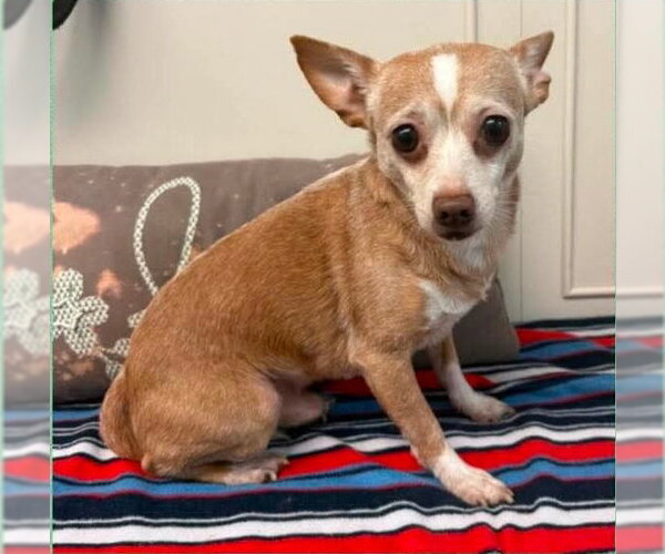 Medium Photo #3 Chihuahua Puppy For Sale in Bloomingdale, NJ, USA