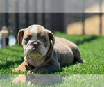 Small #2 English Bulldog