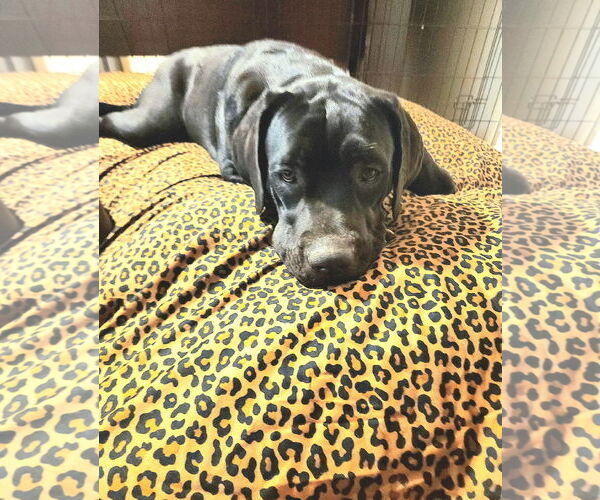 Medium Photo #7 Mutt Puppy For Sale in Goodyear, AZ, USA