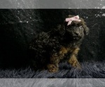 Small Photo #99 Poodle (Toy) Puppy For Sale in WARSAW, IN, USA