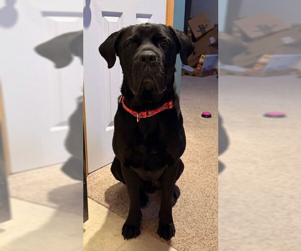 Medium Photo #7 Mutt Puppy For Sale in Belleville, MI, USA