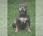 Small Photo #21 American Bully Puppy For Sale in CLEVELAND, GA, USA