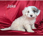 Small #2 Bernedoodle (Miniature)