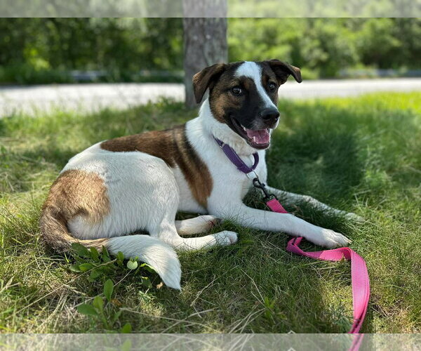 Medium Photo #3 Mutt Puppy For Sale in pomfret, CT, USA