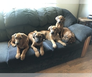 Rhodesian Ridgeback Puppy for sale in RATHDRUM, ID, USA