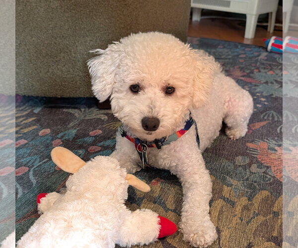Medium Photo #2 Poodle (Miniature)-Unknown Mix Puppy For Sale in Bellevue, WA, USA