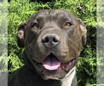 Small #2 American Staffordshire Terrier Mix