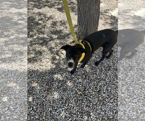 Border Collie-Unknown Mix Dogs for adoption in Albuquerque, NM, USA