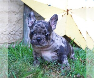 French Bulldog Puppy for sale in LANCASTER, PA, USA