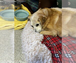 Cheagle Dogs for adoption in Alameda, CA, USA