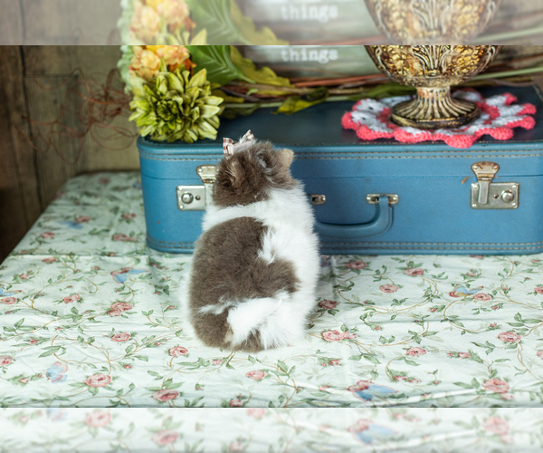 Medium Photo #5 Pomeranian Puppy For Sale in NAPPANEE, IN, USA