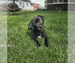 Small #2 Mutt