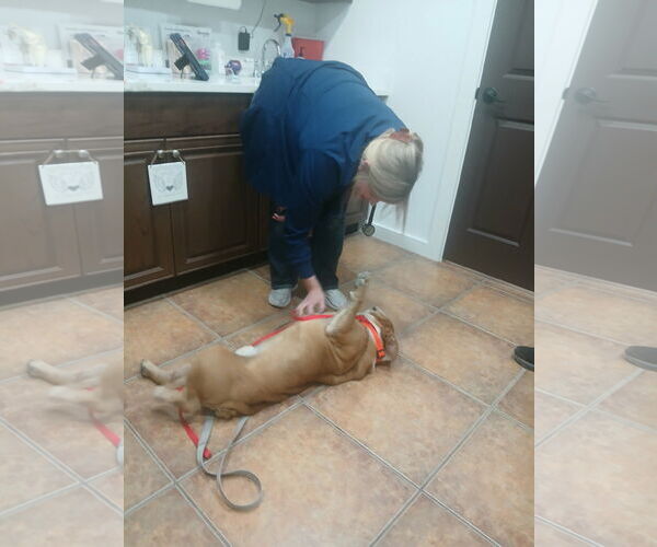 Medium Photo #4 Bulldog Puppy For Sale in Dumont, NJ, USA