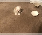 Small Photo #4 Maltese Puppy For Sale in LAWRENCEVILLE, GA, USA