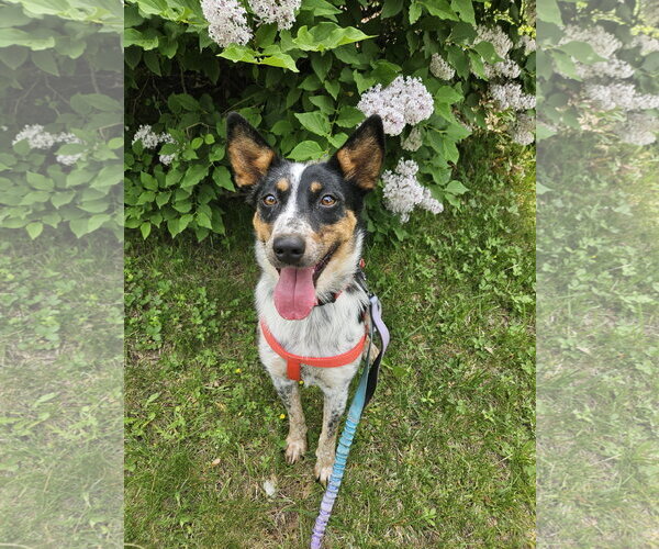 Medium Photo #13 Mutt Puppy For Sale in Garden City, NY, USA