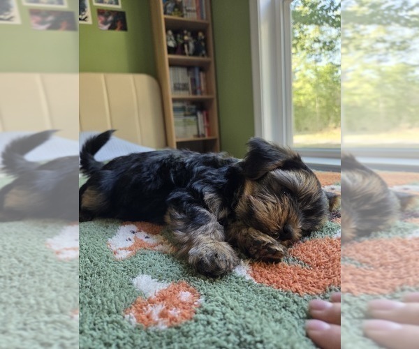 Medium Photo #48 Yorkshire Terrier Puppy For Sale in RHOADESVILLE, VA, USA