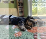 Small #47 Yorkshire Terrier
