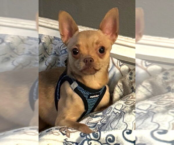 Medium Photo #1 Chihuahua-Unknown Mix Puppy For Sale in Westmont, IL, USA