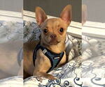 Small Chihuahua Mix