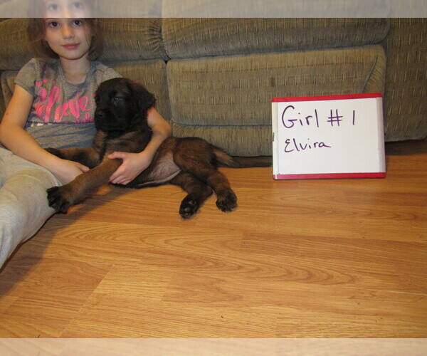 Medium Photo #23 Mastiff Puppy For Sale in FARMERVILLE, LA, USA