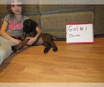 Small Photo #23 Mastiff Puppy For Sale in FARMERVILLE, LA, USA