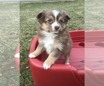 Small Photo #11 Miniature Australian Shepherd Puppy For Sale in BOWLING GREEN, KY, USA