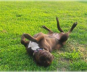 American Pit Bull Terrier-Unknown Mix Dogs for adoption in Houston, TX, USA