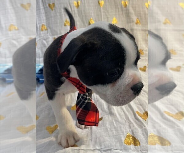 Medium Photo #11 Boston Terrier Puppy For Sale in MONTVILLE, OH, USA