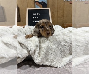 Dachshund Puppy for sale in CONCORDIA, MO, USA