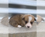Small Photo #6 Pembroke Welsh Corgi Puppy For Sale in KEOTA, IA, USA