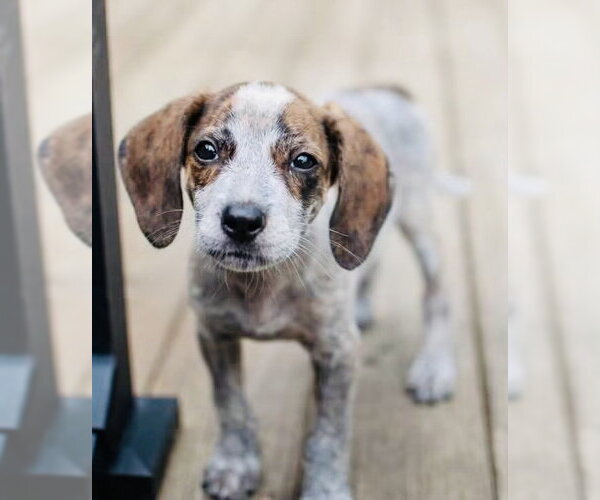 Medium Photo #4 Mutt Puppy For Sale in Germantown, OH, USA