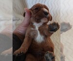 Small #11 Cavalier King Charles Spaniel