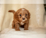 Puppy Tara Cavapoo (Miniature)