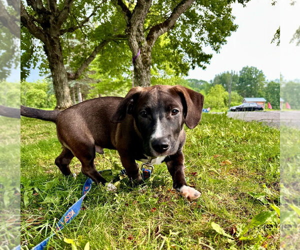 Medium Photo #8 Mutt Puppy For Sale in Gloversville, NY, USA