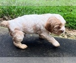 Small #4 Cocker Spaniel