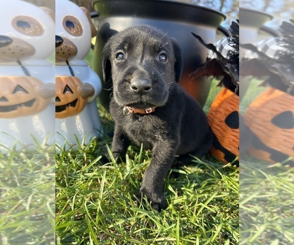 Medium Photo #3 Labrador Retriever Puppy For Sale in NEOLA, WV, USA