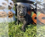AKC Labs - Female Labrador Retriever Puppy for Sale - Photo #3