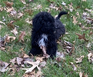 Newfoundland-Poodle (Toy) Mix Puppy for sale in NILES, MI, USA