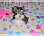 Small Photo #2 Schnauzer (Miniature) Puppy For Sale in ORO VALLEY, AZ, USA