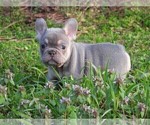 Small #2 French Bulldog