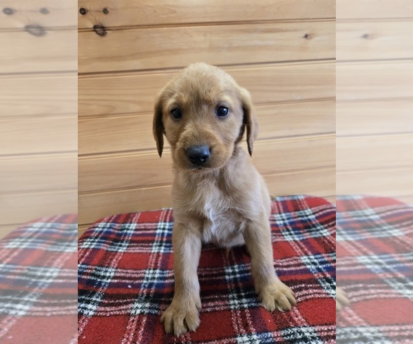 Medium Photo #1 Labradoodle Puppy For Sale in WILLIAMSTOWN, KY, USA