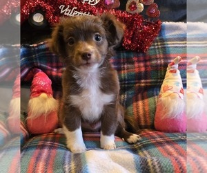 Chihuahua Puppy for sale in OREGON, WI, USA