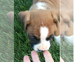 Small Photo #5 Boxer Puppy For Sale in APPLE CREEK, OH, USA