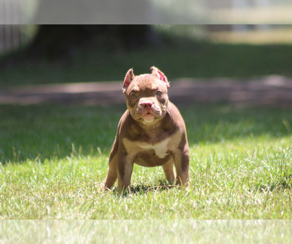 Medium Photo #1 American Bully Puppy For Sale in MOUNT OLIVE, AL, USA