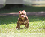 Puppy Coco American Bully